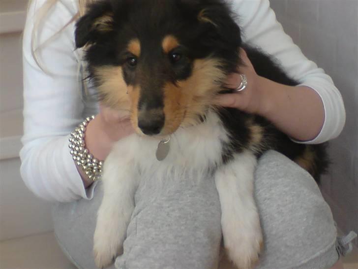 Collie langhåret Baloo - 12 uger gammel.. <3 billede 9
