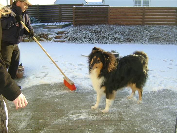 Collie langhåret Baloo - første gang Baloo ser sne <3 billede 10