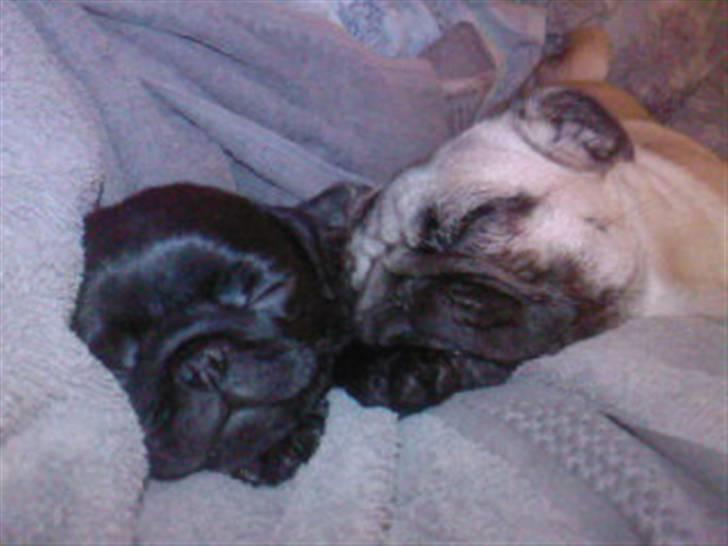 Mops Sydney - Sidney og hende nye store søster. billede 1