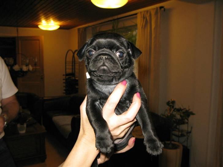 Mops Sydney billede 2