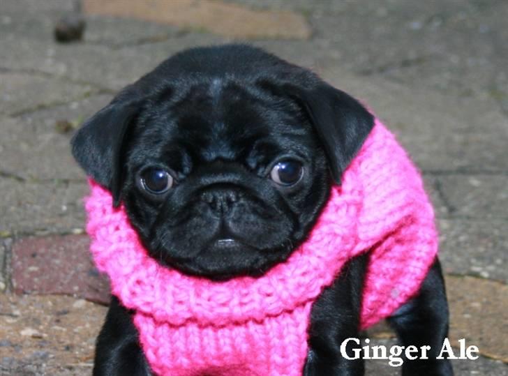 Mops Sydney billede 3