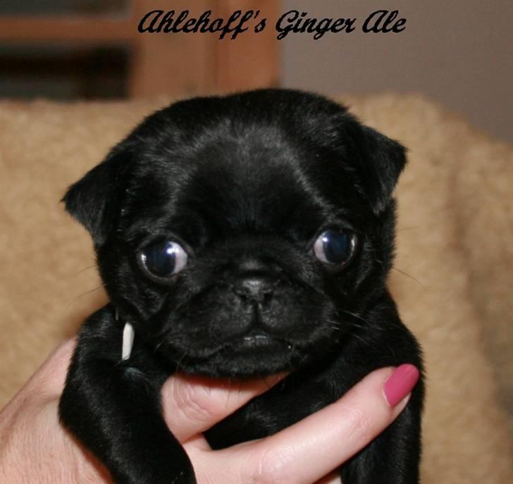 Mops Sydney billede 4