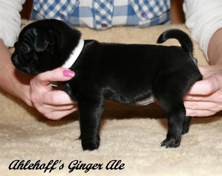 Mops Sydney billede 5