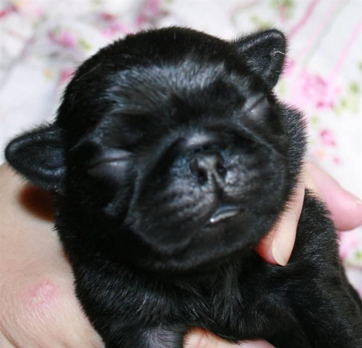 Mops Sydney billede 6