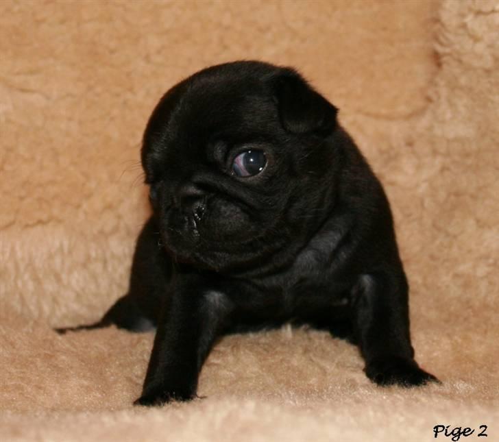 Mops Sydney billede 7