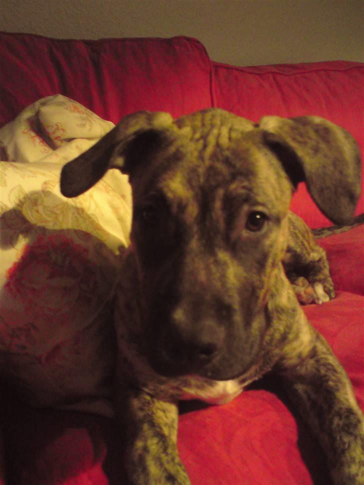 Blanding af racer Csibész - NYT!! Fra d. 1/12/08 billede 10