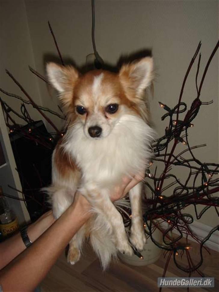 Chihuahua Charlie (R.I.P) - Charlie <3 :) billede 1
