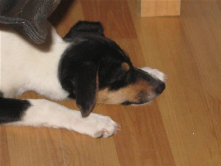 Dansk svensk gaardhund Gaby - her ligger jeg bare på lur og er klar til angreb billede 9