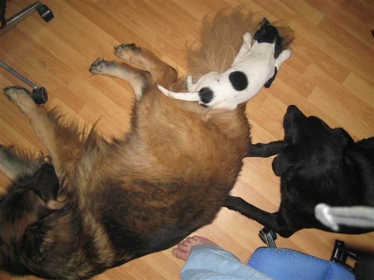 Dansk svensk gaardhund Gaby - hvad skal jeg med en seng når jeg har en hale at putte mig i billede 10