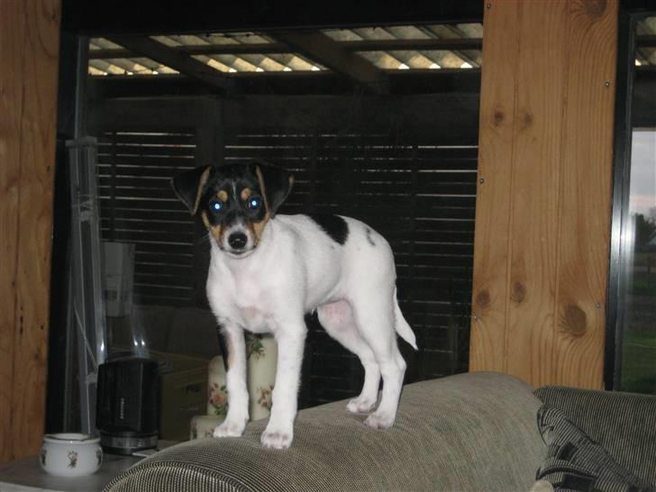 Dansk svensk gaardhund Gaby - udkigs hunden billede 11