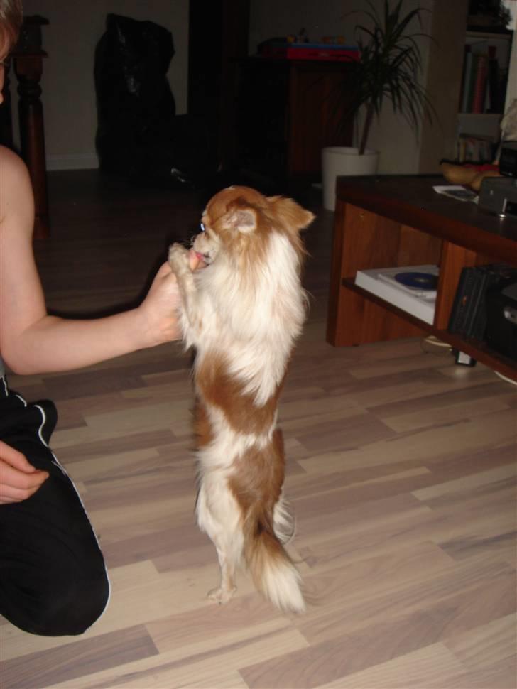 Chihuahua Charlie (R.I.P) billede 3