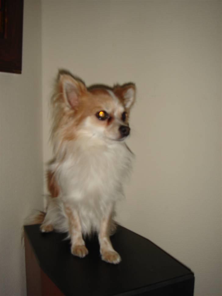 Chihuahua Charlie (R.I.P) billede 4