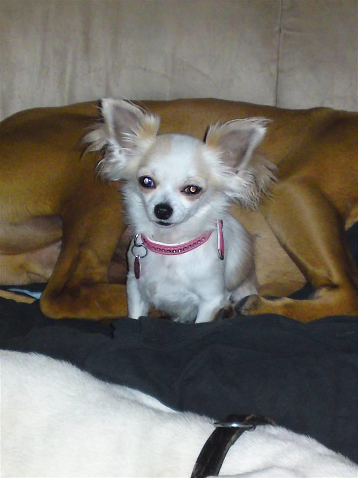 Chihuahua Olympia (død 2022) billede 11