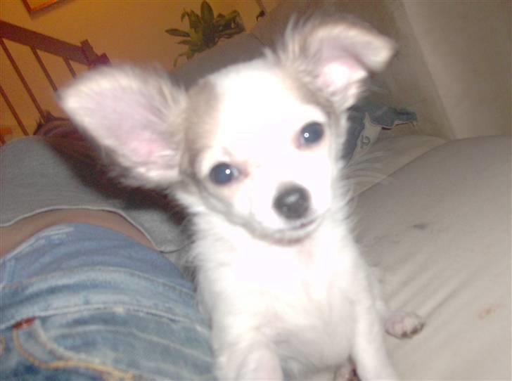 Chihuahua Olympia (død 2022) billede 12