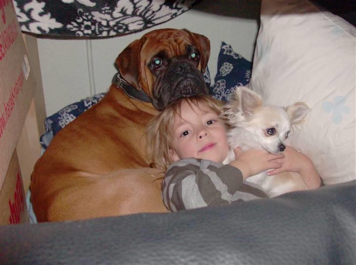 Chihuahua Olympia (død 2022) billede 13