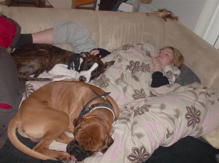 Chihuahua Olympia (død 2022) billede 14