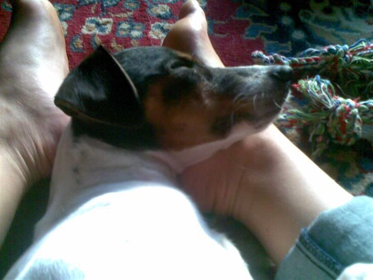 Dansk svensk gaardhund Laban billede 3