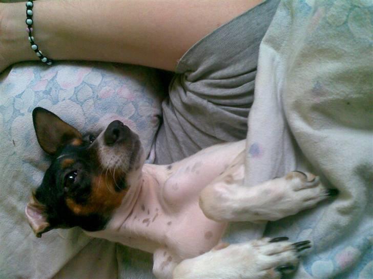 Dansk svensk gaardhund Laban billede 5