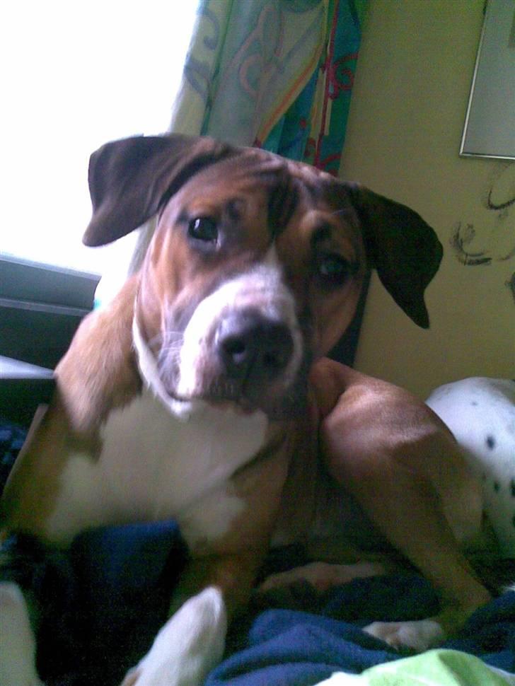 Amerikansk staffordshire terrier Daisy billede 1