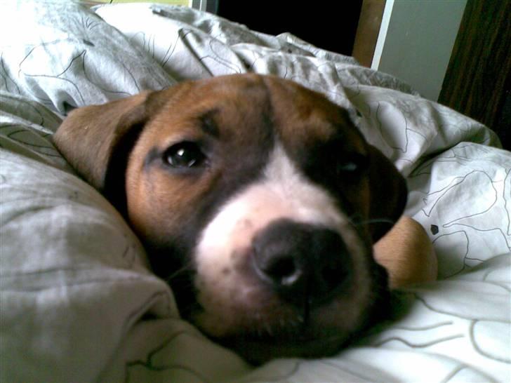 Amerikansk staffordshire terrier Daisy billede 2