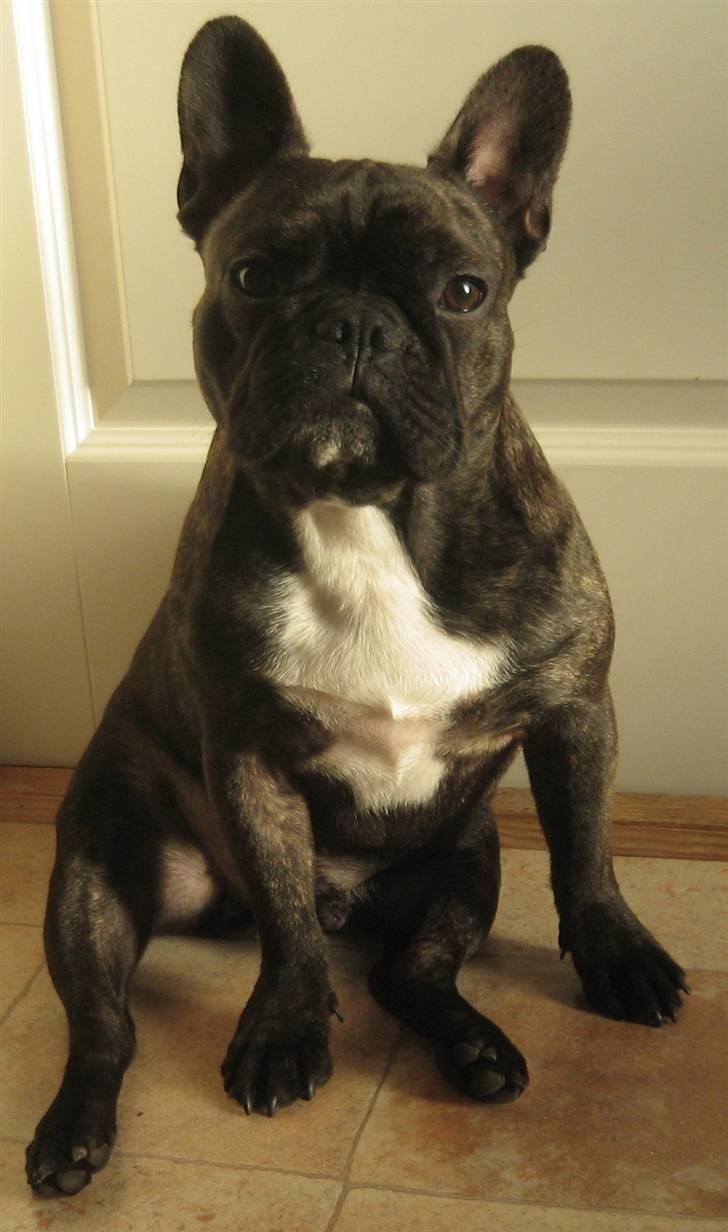 Fransk bulldog Robert2 billede 1