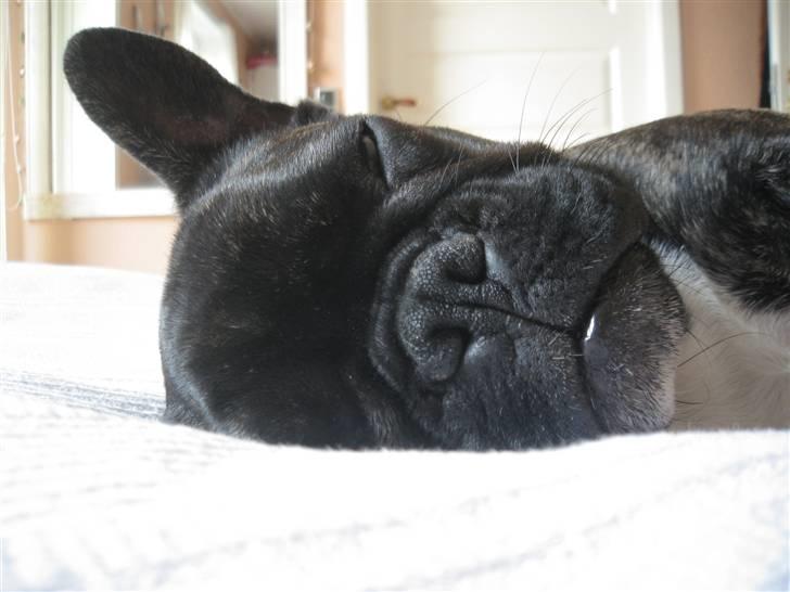 Fransk bulldog Robert2 - En stille stund - 6 mdr. billede 2