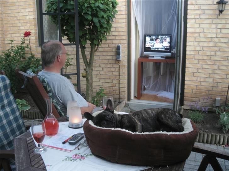 Fransk bulldog Robert2 - Puha - det er varmt om aftenen, så det er dejligt at kunne ligge ude/oppe og hygge sig. billede 3
