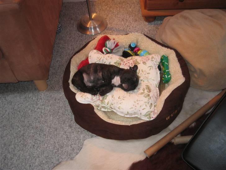 Fransk bulldog Robert2 billede 4