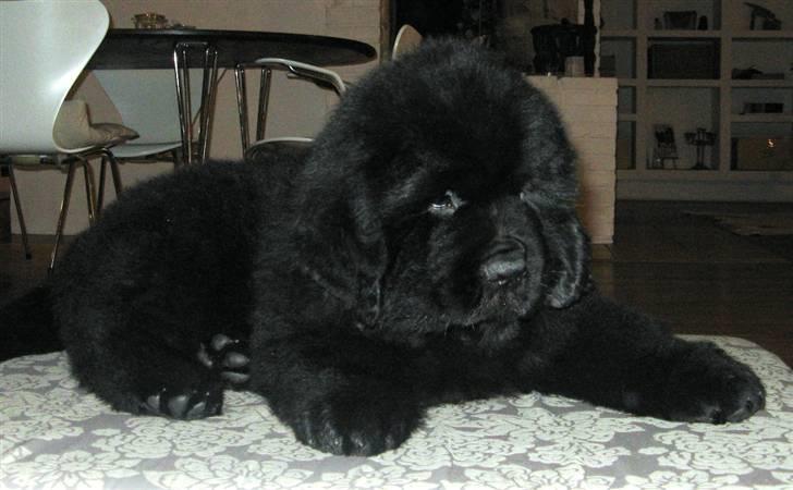 Newfoundlænder Hannibal (Cannon Bear's) - Hannibal - lige kommet hjem :) billede 1