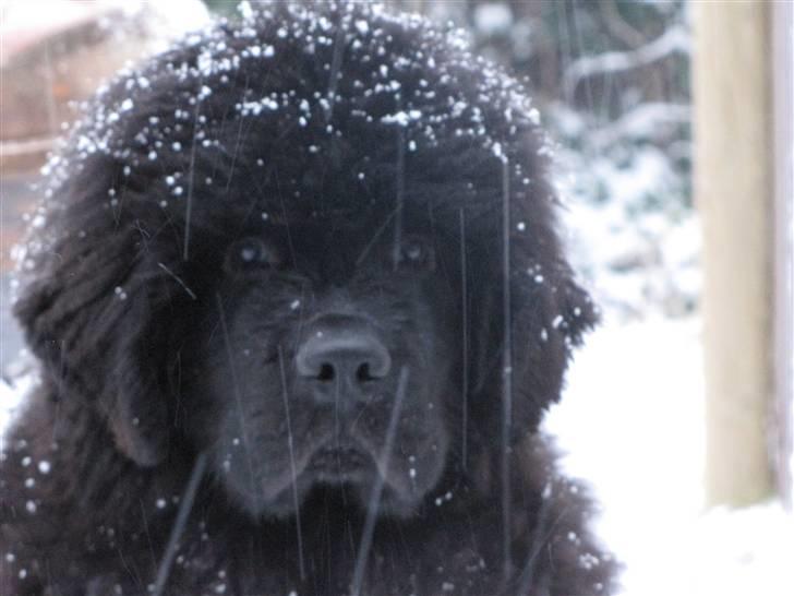 Newfoundlænder Hannibal (Cannon Bear's) - Hannibal i sne 4 mdr. gammel 16.02.2009 billede 2