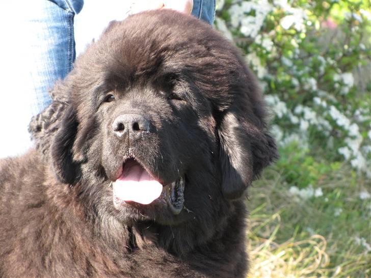 Newfoundlænder Hannibal (Cannon Bear's) - Hannibal 7 mdr. (20.05.2009) billede 3