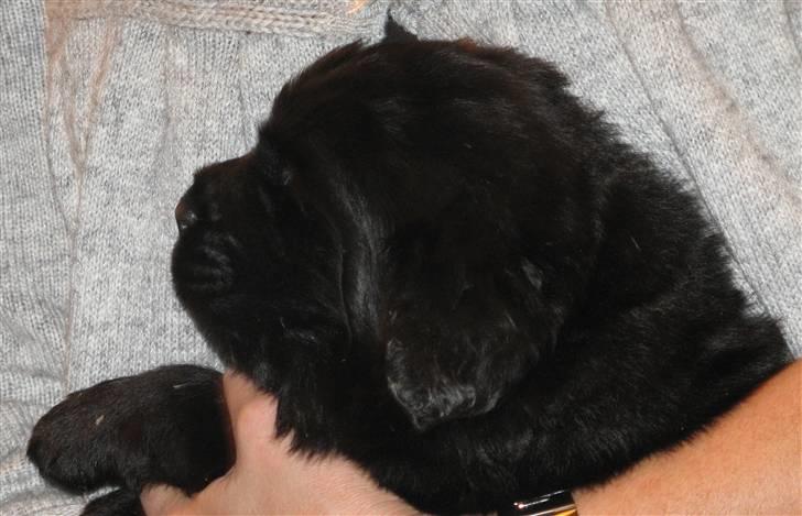 Newfoundlænder Hannibal (Cannon Bear's) - Det er er søreme også Hannibal - 3 uger gammel billede 4