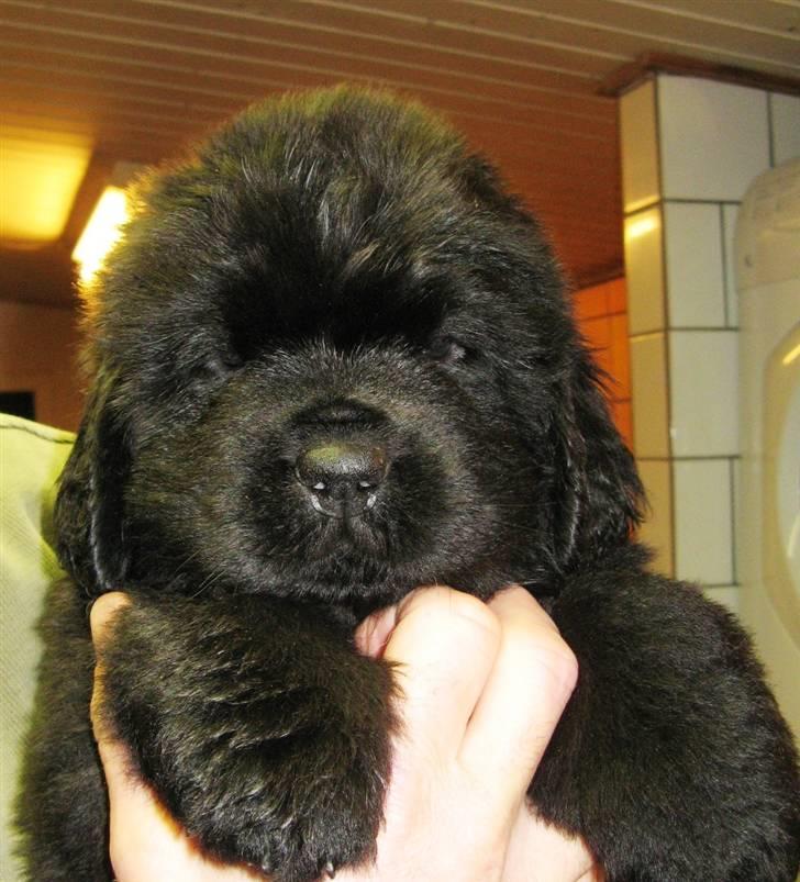 Newfoundlænder Hannibal (Cannon Bear's) - Her er jeg så igen - ca. 4 1/2 uge gammel billede 5