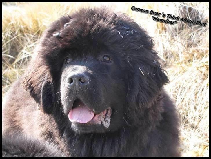 Newfoundlænder Hannibal (Cannon Bear's) - Hannibal på stranden 5 1/2 måned gammel billede 6