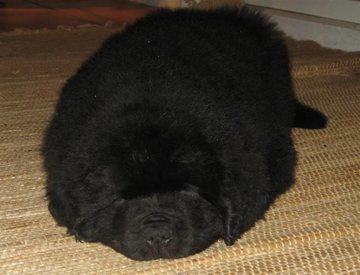 Newfoundlænder Hannibal (Cannon Bear's) - Hannibal 8 uger - sæl eller newf? billede 7