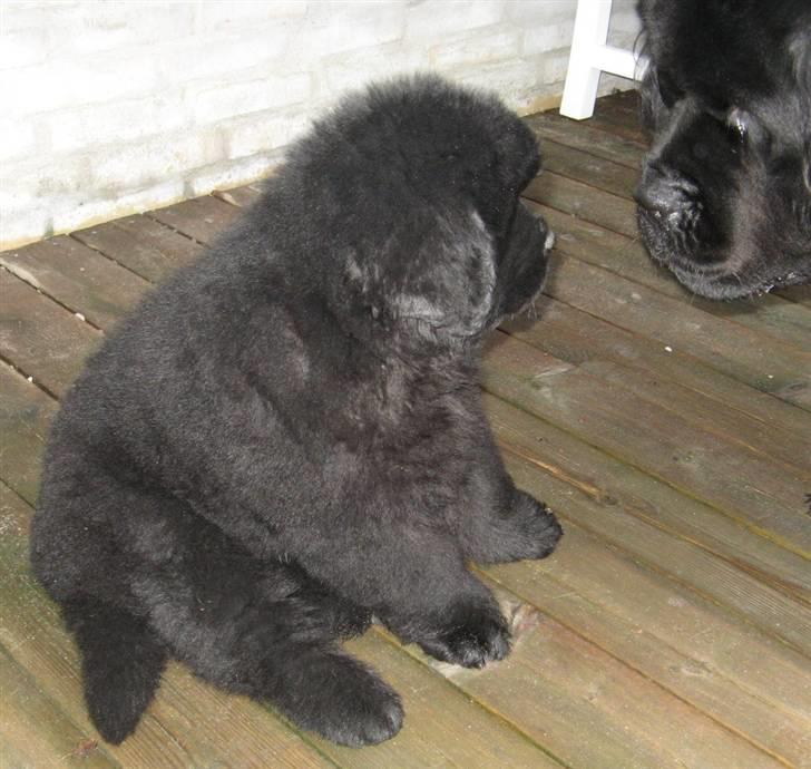 Newfoundlænder Hannibal (Cannon Bear's) - Hannibal ved at lære Ferdinand at kende - og omvendt ;) 8 uger billede 8