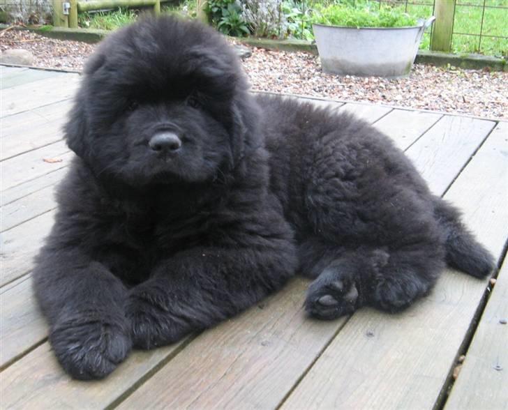 Newfoundlænder Hannibal (Cannon Bear's) - Bare Hannibal 8 uger billede 9