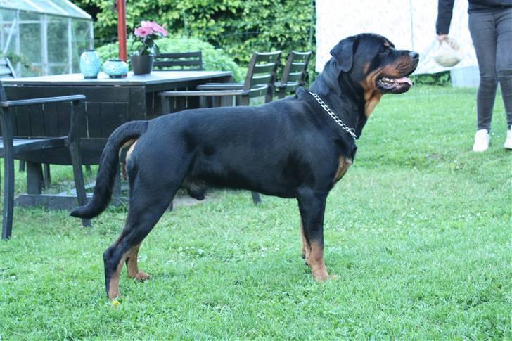 Rottweiler Balder - Velkommen til Balder´s profil. Foto; Julie Willems billede 1