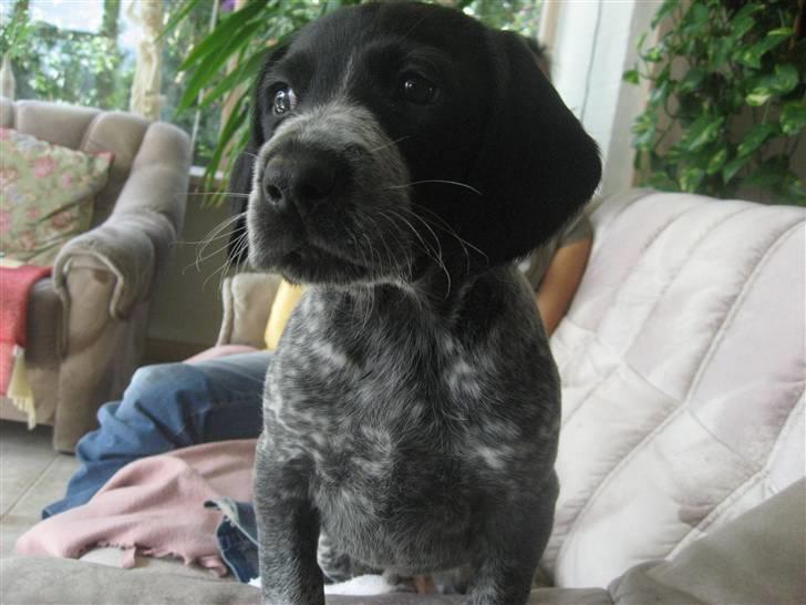 Blanding af racer Bertram billede 11