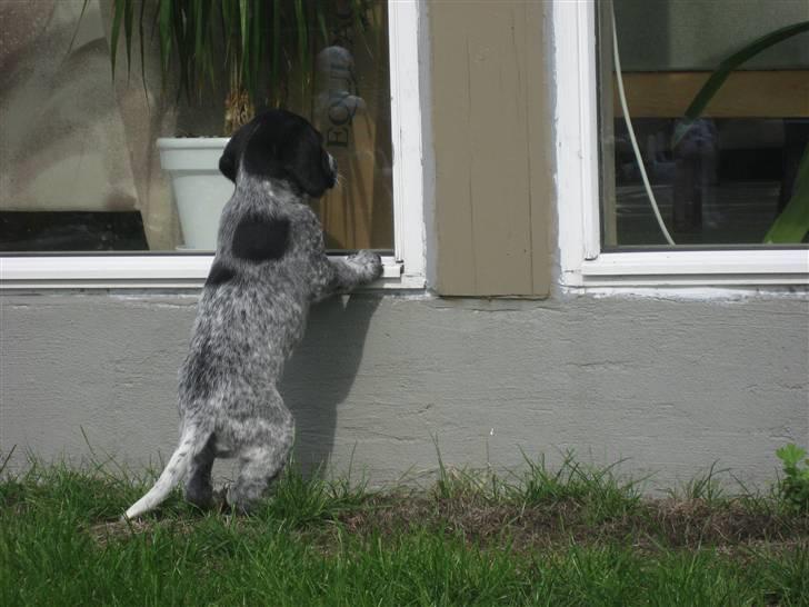 Blanding af racer Bertram billede 12