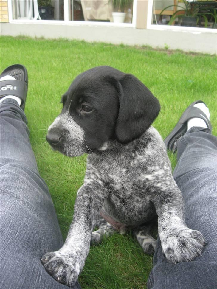 Blanding af racer Bertram billede 13