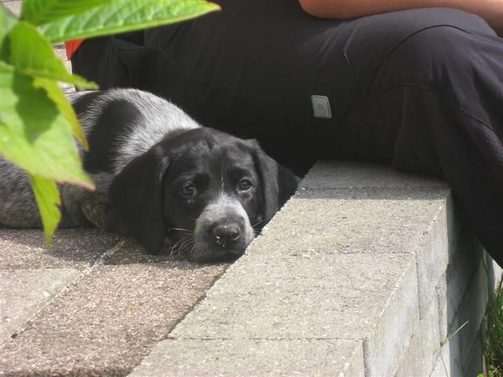 Blanding af racer Bertram billede 14