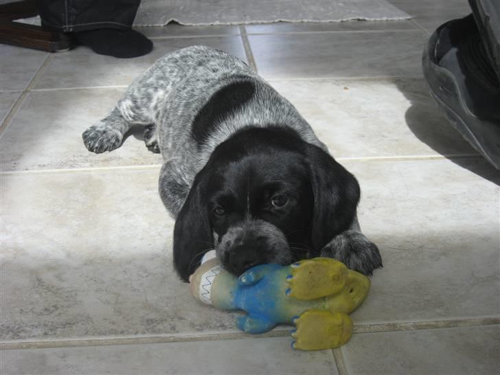 Blanding af racer Bertram billede 15