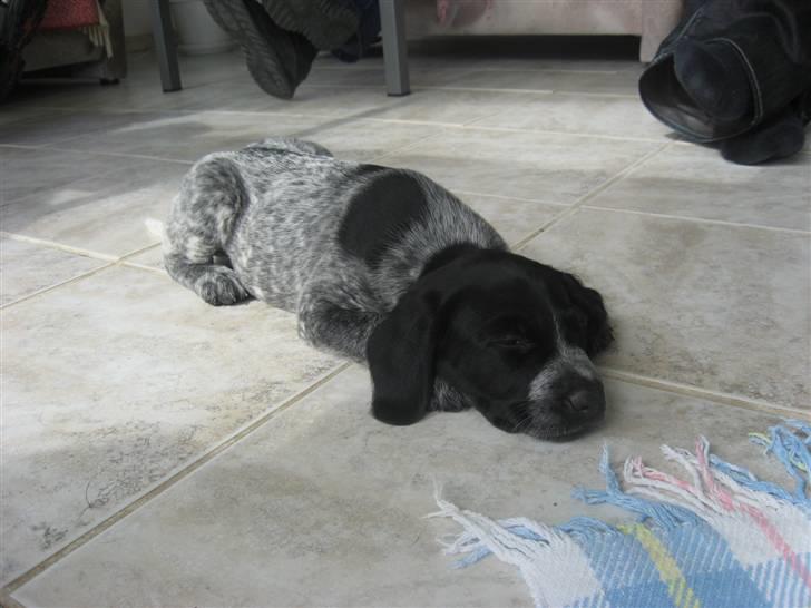 Blanding af racer Bertram billede 16