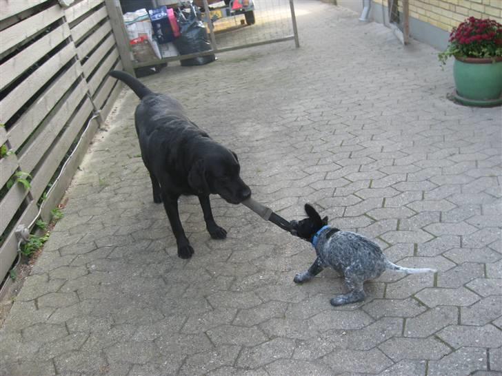 Blanding af racer Bertram billede 17