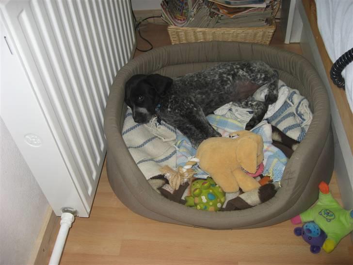 Blanding af racer Bertram billede 18