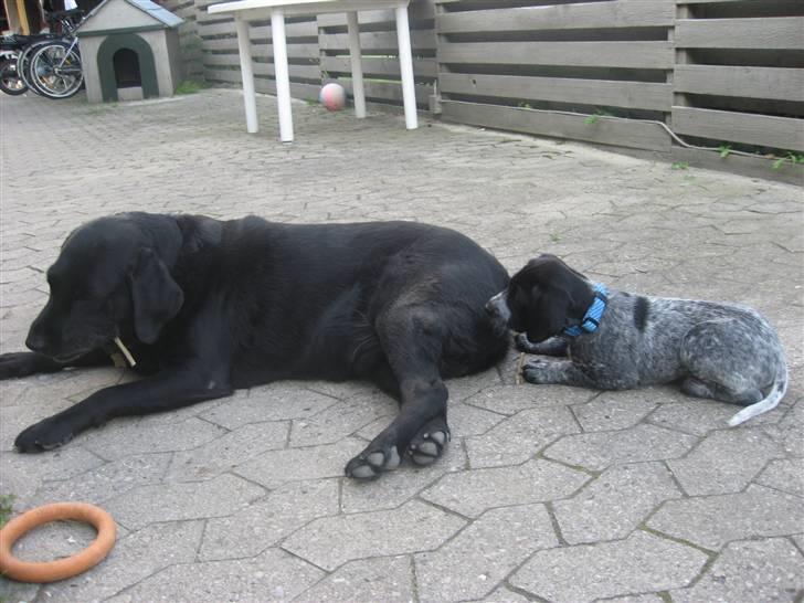 Blanding af racer Bertram billede 19