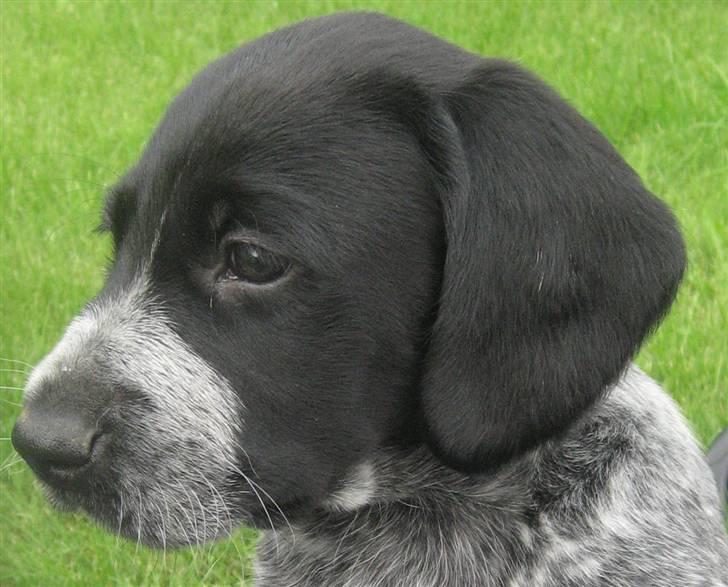 Blanding af racer Bertram billede 20