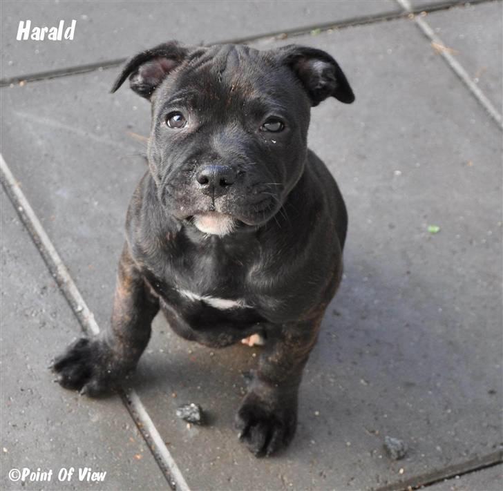Staffordshire bull terrier Louis - fra jeg var helt lille, og ikke var flyttet hjemmefra endnu :) billede 1