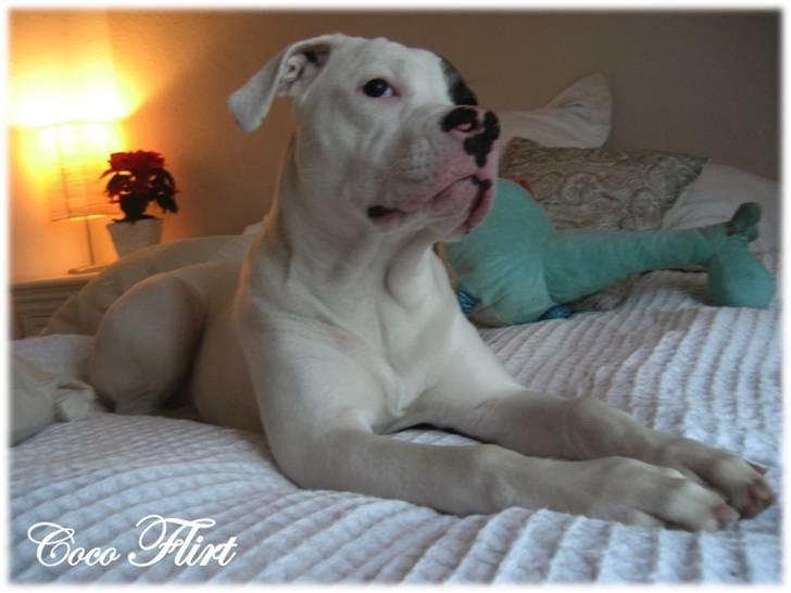 Amerikansk bulldog Coco Flirt - 5 december 2008 billede 7